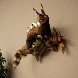 Polecat, Wolpertinger, Wolpi, Taxidermy Specimen, Deer Antlers, Boar Tusk, Height 45 cm, 86.11.4