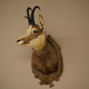 Tête de chamois, chamois, tête de chamois, chamois SL max. 20,8 cm, tête empaillée, tête montée sur un socle de trophée sculpté 85.13.73