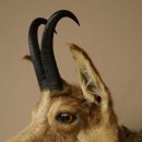 Tête de chamois, chamois, tête de chamois, chamois SL max. 20,8 cm, tête empaillée, tête montée sur un socle de trophée sculpté 85.13.73