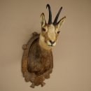 Tête de chamois, chamois, tête de chamois, chamois SL max. 20,8 cm, tête empaillée, tête montée sur un socle de trophée sculpté 85.13.73