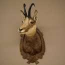 Tête de chamois, chamois, tête de chamois, chamois SL max. 20,8 cm, tête empaillée, tête montée sur un socle de trophée sculpté 85.13.73