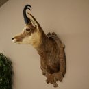 Tête de chamois, chamois, tête de chamois, chamois SL max. 20,8 cm, tête empaillée, tête montée sur un socle de trophée sculpté 85.13.73