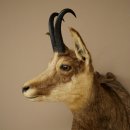 Tête de chamois, chamois, tête de chamois, chamois SL max. 20,8 cm, tête empaillée, tête montée sur un socle de trophée sculpté 85.13.73