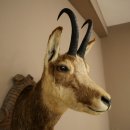 Tête de chamois, chamois, tête de chamois, chamois SL max. 20,8 cm, tête empaillée, tête montée sur un socle de trophée sculpté 85.13.73