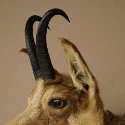Tête de chamois, chamois, tête de chamois, chamois SL max. 20,8 cm, tête empaillée, tête montée sur un socle de trophée sculpté 85.13.73