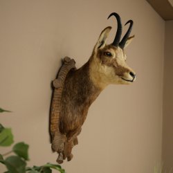 Tête de chamois, chamois, tête de chamois, chamois SL max. 20,8 cm, tête empaillée, tête montée sur un socle de trophée sculpté 85.13.73