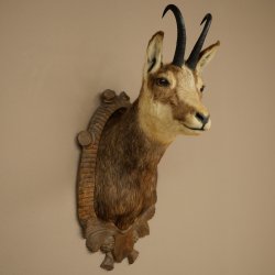 Tête de chamois, chamois, tête de chamois, chamois SL max. 20,8 cm, tête empaillée, tête montée sur un socle de trophée sculpté 85.13.73