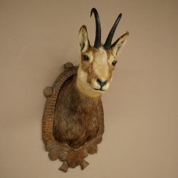 Tête de chamois, chamois, tête de chamois, chamois SL max. 20,8 cm, tête empaillée, tête montée sur un socle de trophée sculpté 85.13.73