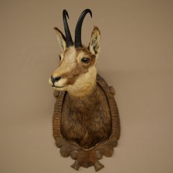 Tête de chamois, chamois, tête de chamois, chamois SL max. 20,8 cm, tête empaillée, tête montée sur un socle de trophée sculpté 85.13.73
