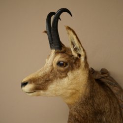 Tête de chamois, chamois, tête de chamois, chamois SL max. 20,8 cm, tête empaillée, tête montée sur un socle de trophée sculpté 85.13.73