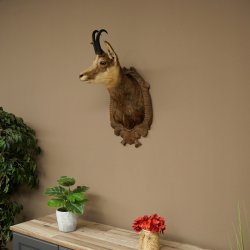Tête de chamois, chamois, tête de chamois, chamois SL max. 20,8 cm, tête empaillée, tête montée sur un socle de trophée sculpté 85.13.73