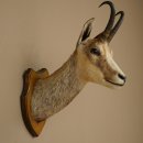 Gamskopf Gams Gamshaupt Gemse SL max. 20,2 cm Kopf...
