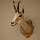 Gamskopf Gams Gamshaupt Gemse SL max. 20,2 cm Kopf Präparat Haupt auf Trophäenschild 85.13.74
