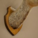 Gamskopf Gams Gamshaupt Gemse SL max. 20,2 cm Kopf Präparat Haupt auf Trophäenschild 85.13.74