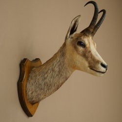Gamskopf Gams Gamshaupt Gemse SL max. 20,2 cm Kopf Präparat Haupt auf Trophäenschild 85.13.74