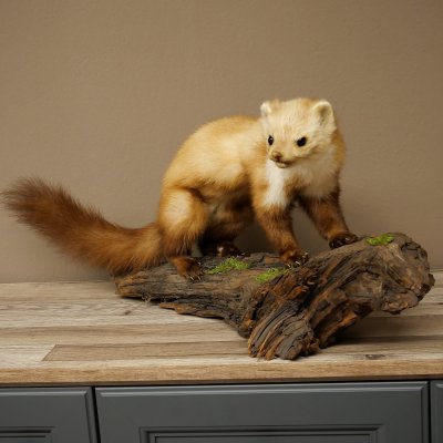 Martre, martre des pierres, spécimen empaillé, spécimen sur socle, décoration, hauteur 30 cm, spécimen animalier 89.5.250