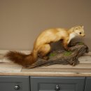 Martre, martre des pierres, spécimen empaillé, spécimen sur socle, décoration, hauteur 30 cm, spécimen animalier 89.5.250
