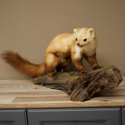 Martre, martre des pierres, spécimen empaillé, spécimen sur socle, décoration, hauteur 30 cm, spécimen animalier 89.5.250