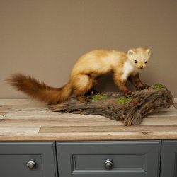 Martre, martre des pierres, spécimen empaillé, spécimen sur socle, décoration, hauteur 30 cm, spécimen animalier 89.5.250