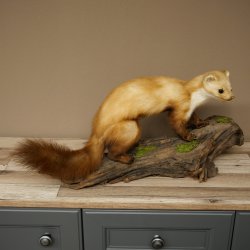 Martre, martre des pierres, spécimen empaillé, spécimen sur socle, décoration, hauteur 30 cm, spécimen animalier 89.5.250