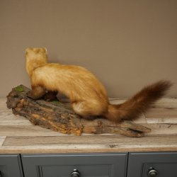 Martre, martre des pierres, spécimen empaillé, spécimen sur socle, décoration, hauteur 30 cm, spécimen animalier 89.5.250