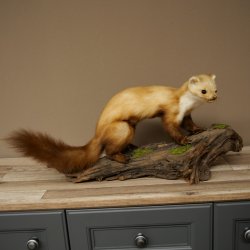 Martre, martre des pierres, spécimen empaillé, spécimen sur socle, décoration, hauteur 30 cm, spécimen animalier 89.5.250