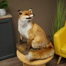 Renard roux assis, spécimen empaillé, trophée animalier, hauteur 54 cm, 89.8.199