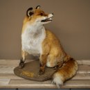 Renard roux assis, spécimen empaillé, trophée animalier, hauteur 54 cm, 89.8.199