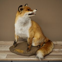Renard roux assis, spécimen empaillé, trophée animalier, hauteur 54 cm, 89.8.199