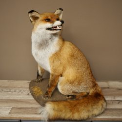 Renard roux assis, spécimen empaillé, trophée animalier, hauteur 54 cm, 89.8.199