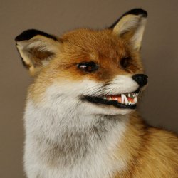 Renard roux assis, spécimen empaillé, trophée animalier, hauteur 54 cm, 89.8.199