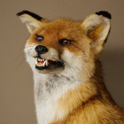 Renard roux assis, spécimen empaillé, trophée animalier, hauteur 54 cm, 89.8.199