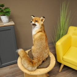 Renard roux assis, spécimen empaillé, trophée animalier, hauteur 54 cm, 89.8.199