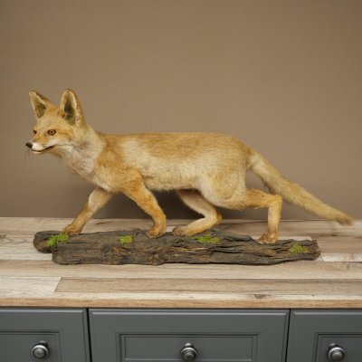 Jeune renard roux en pleine course – Taxidermie – Trophée animalier – Hauteur : 38 cm