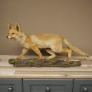 Jeune renard roux en pleine course – Taxidermie...