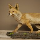 Jeune renard roux en pleine course – Taxidermie...