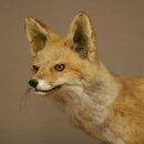 Jeune renard roux en pleine course – Taxidermie – Trophée animalier – Hauteur : 38 cm