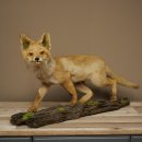 Jeune renard roux en pleine course – Taxidermie – Trophée animalier – Hauteur : 38 cm