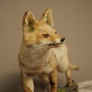 Jeune renard roux en pleine course – Taxidermie – Trophée animalier – Hauteur : 38 cm