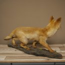 Jeune renard roux en pleine course – Taxidermie – Trophée animalier – Hauteur : 38 cm