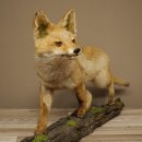 Jeune renard roux en pleine course – Taxidermie – Trophée animalier – Hauteur : 38 cm