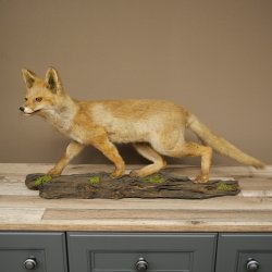 Jeune renard roux en pleine course – Taxidermie – Trophée animalier – Hauteur : 38 cm