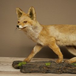 Jeune renard roux en pleine course – Taxidermie – Trophée animalier – Hauteur : 38 cm