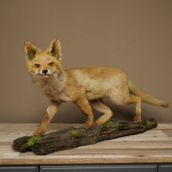 Jeune renard roux en pleine course – Taxidermie – Trophée animalier – Hauteur : 38 cm
