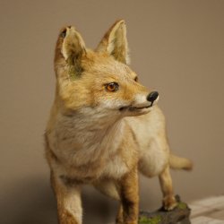 Jeune renard roux en pleine course – Taxidermie – Trophée animalier – Hauteur : 38 cm