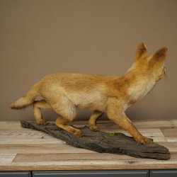 Jeune renard roux en pleine course – Taxidermie – Trophée animalier – Hauteur : 38 cm