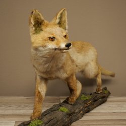 Jeune renard roux en pleine course – Taxidermie – Trophée animalier – Hauteur : 38 cm