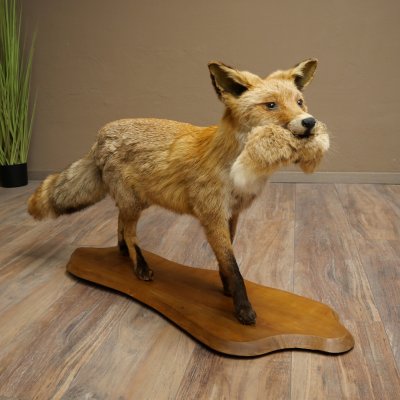 Renard roux avec une proie dans la gueule - Taxidermie - Trophée animalier - Hauteur : 57 cm