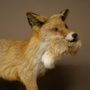 Renard roux avec une proie dans la gueule - Taxidermie -...