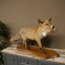 Renard roux avec une proie dans la gueule - Taxidermie - Trophée animalier - Hauteur : 57 cm
